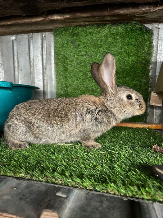 Продам крольчат породы Фландер.