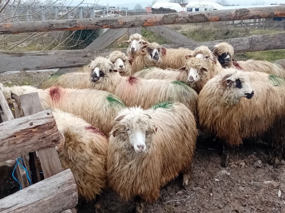 Vând 12 mioare la prima fătare