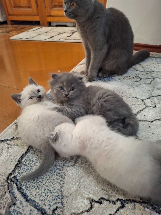 Катёнок Скотиш фолд. Скотиш страйт
