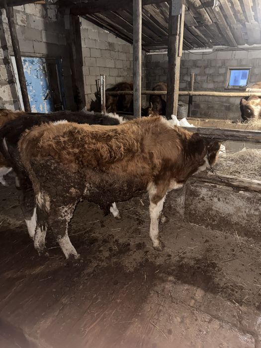 Продам бычков 6 голов полторашки (1,5)