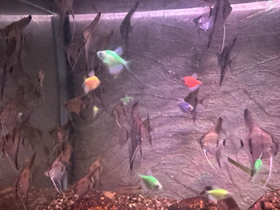 Продам красивых рыбок