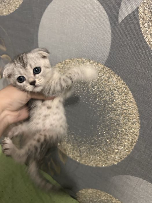 Продам котенка мальчик шустрый