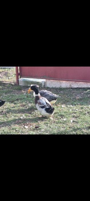 Vând 2 rățoi motati si 1 rățoi alergator