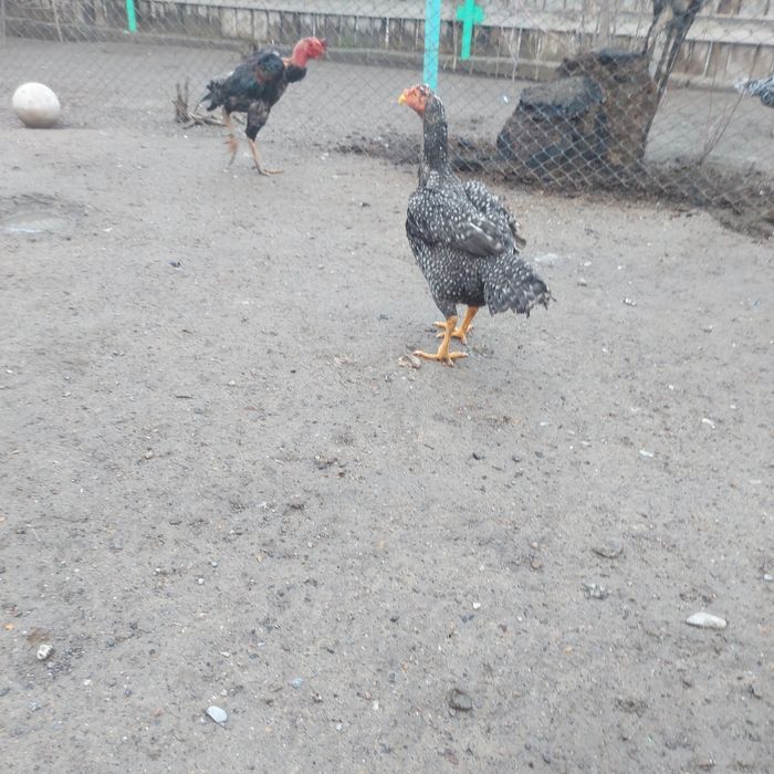 Корейц китай 1.5год крупный