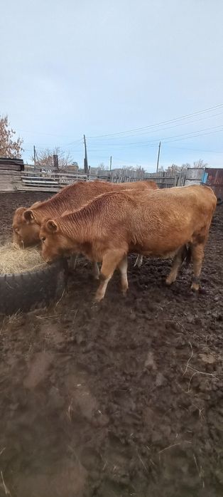Продам телочек, паслись в степи
