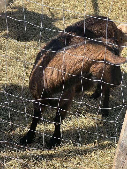 Capra alpina francez