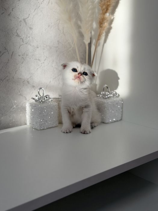 Котята серебро шиншилла