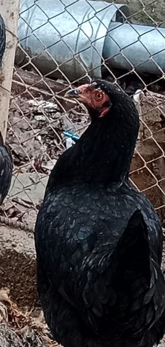 Тауык 2500тг срочына