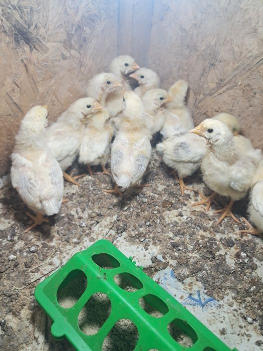 Цыплята Адлер балапандары