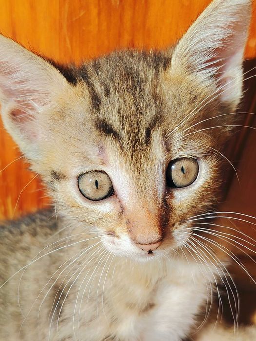 ПОДАРЯВАМ 5 женски котенца