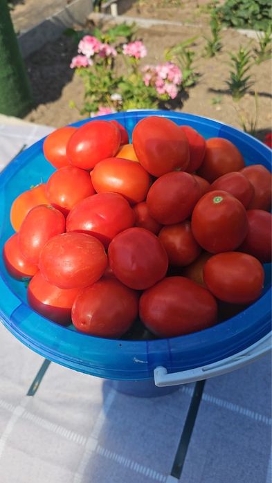 Продам помидоры домашние