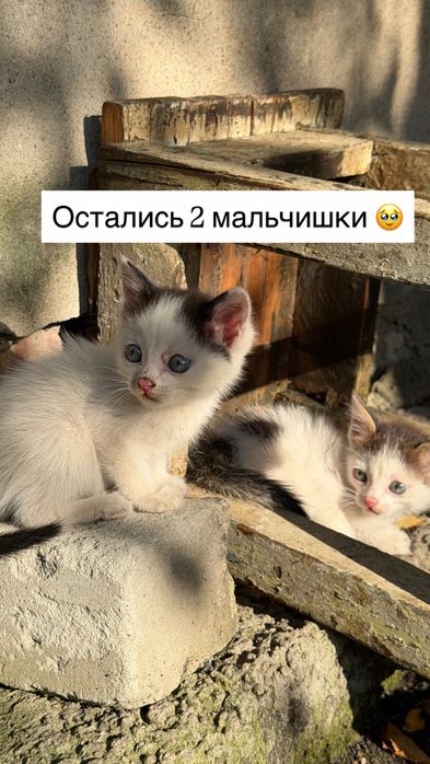 Котята мальчики