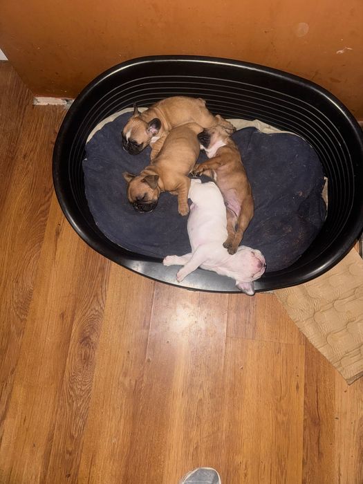 Френски булдог !!!