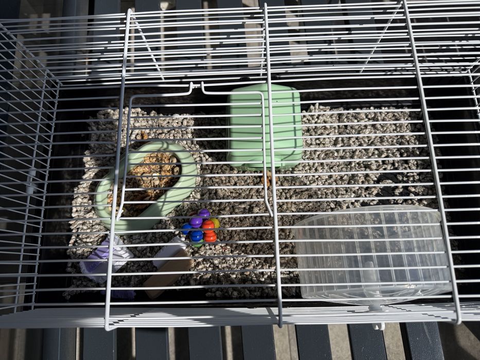 Cusca echipata hamster