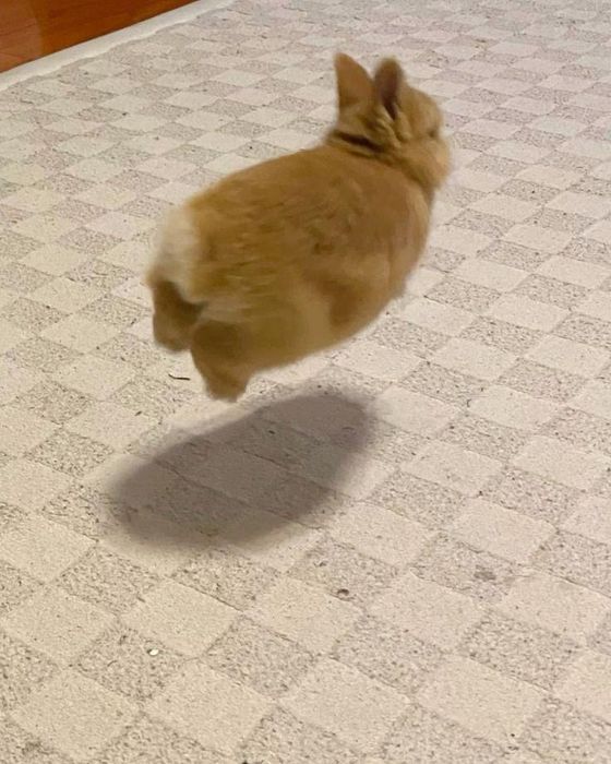 Продам Декоративного кролика,