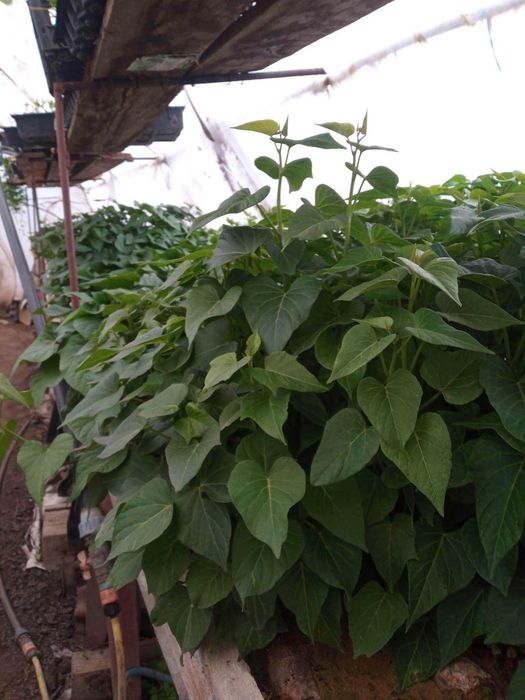 Răsad de cartofi dulci 3,5 lei