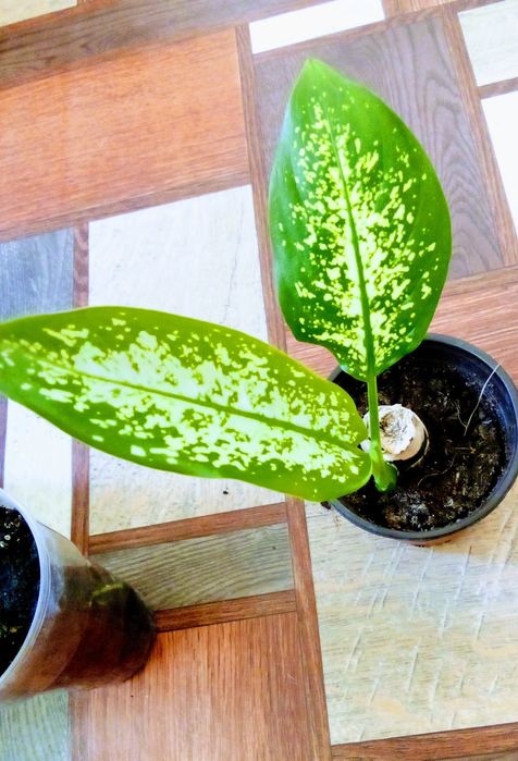 Диффенбахии продам