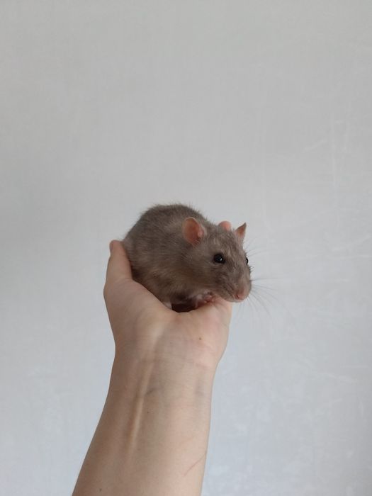 Декоративная крыса