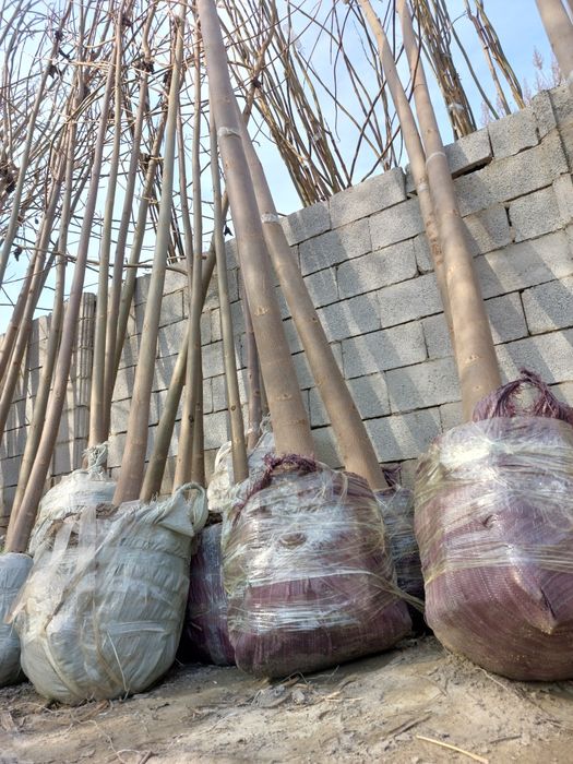 Павловния 2 йиллик шохлаган