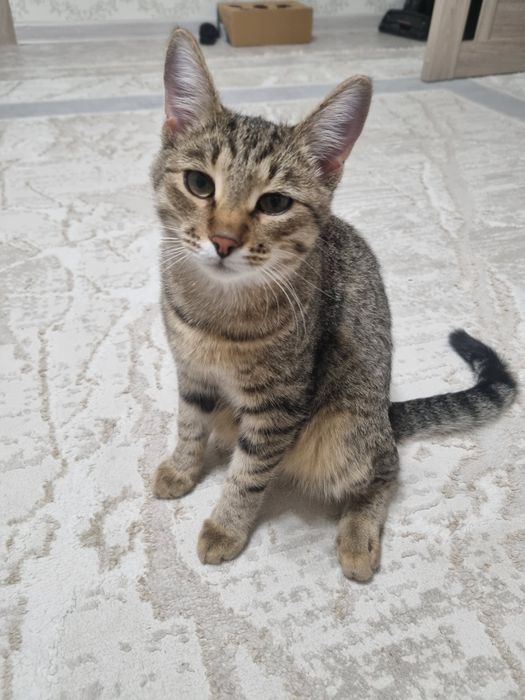 Отдаю кота в добрые руки