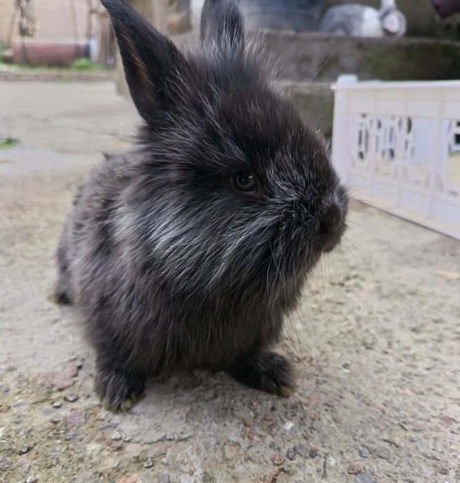 Декоративные крольчата