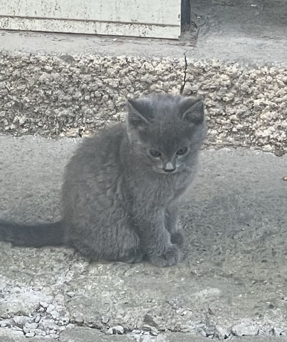 Домашние котята отдам в добрые руки!