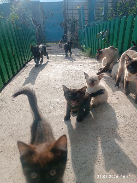 Отдам бесплатно котят