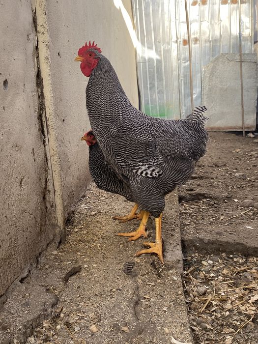 Cocos Australorp, New Hampshire, Plymouth
