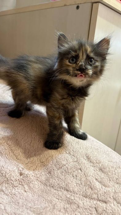 Котенок девочка.