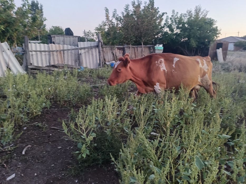 Продам коров доенные