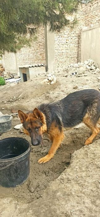 Продается чистокровный немецкая овчарка.