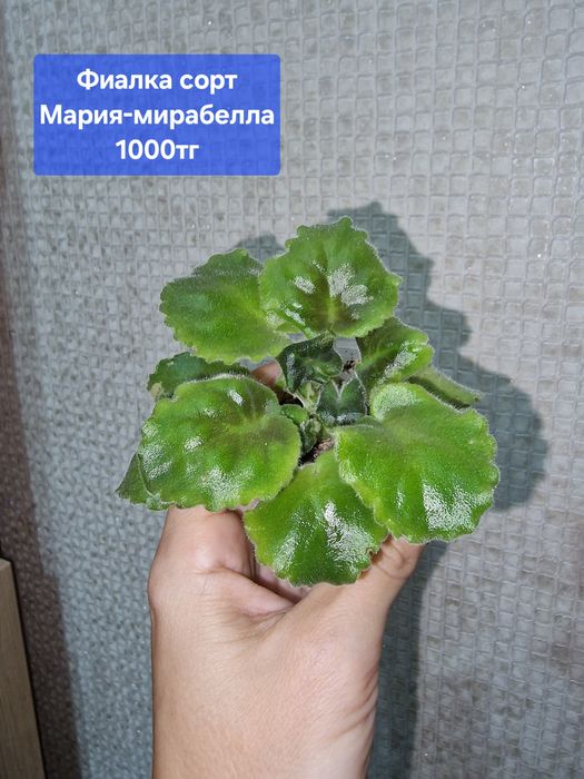 Продам комнатные растения