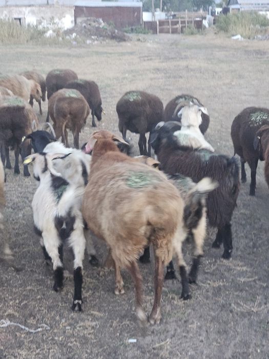 Жайылда далада жайылған семіз қойлар