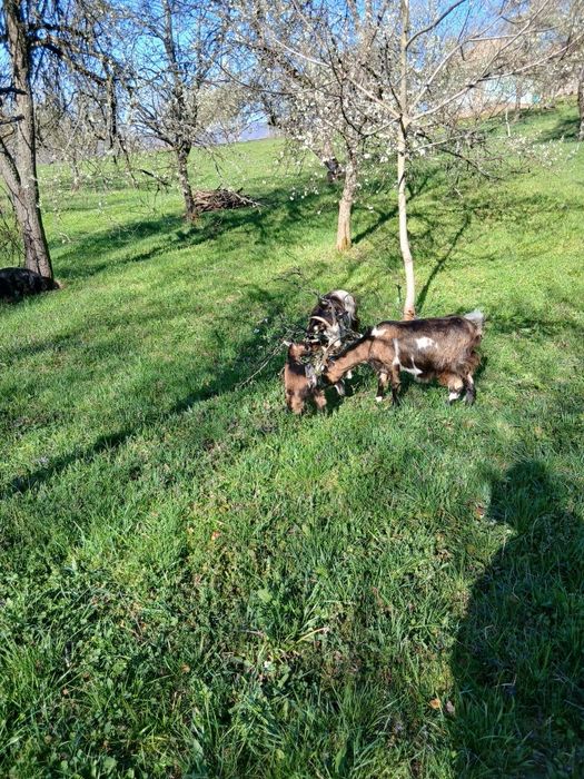 Vand capre sau schimb