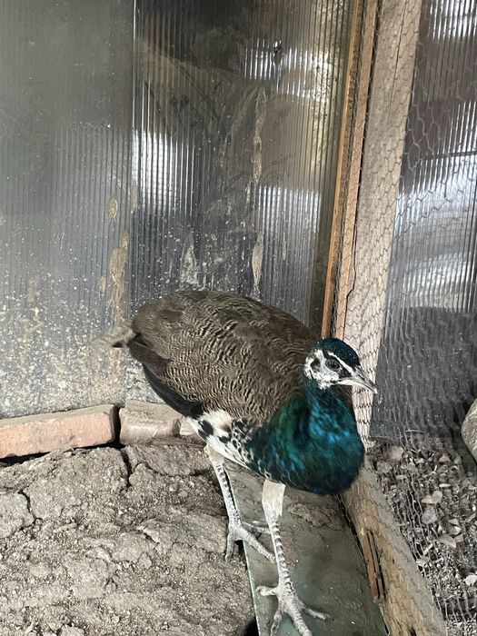 Vand un mascul de paun