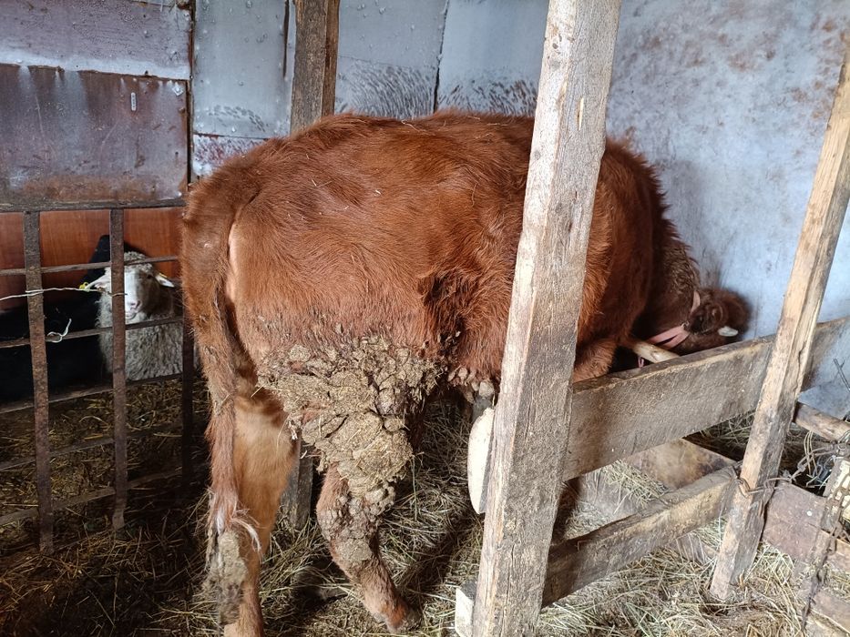 Продам крс телка