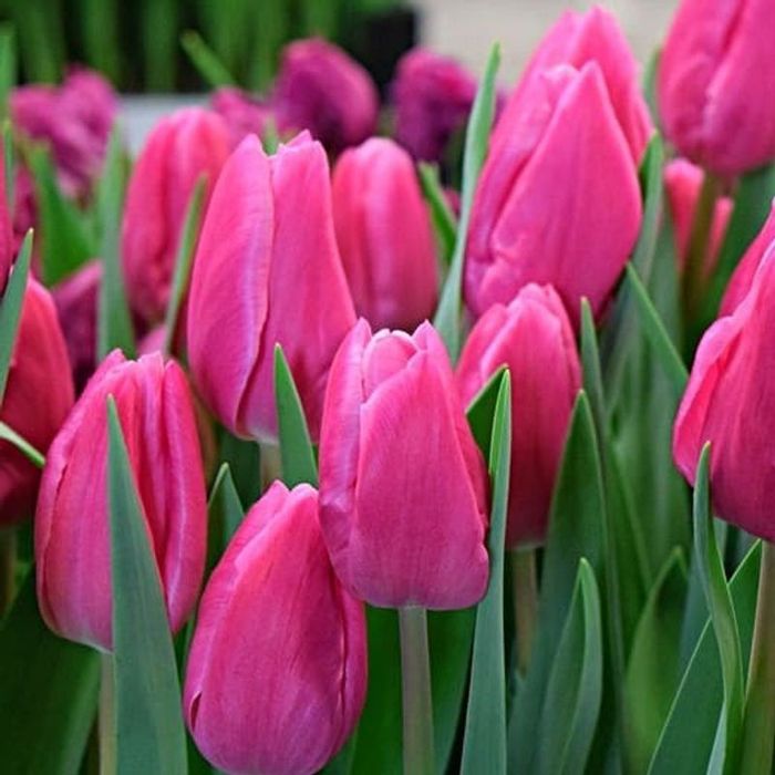 Тюльпаны предзаказ до 25 февраля