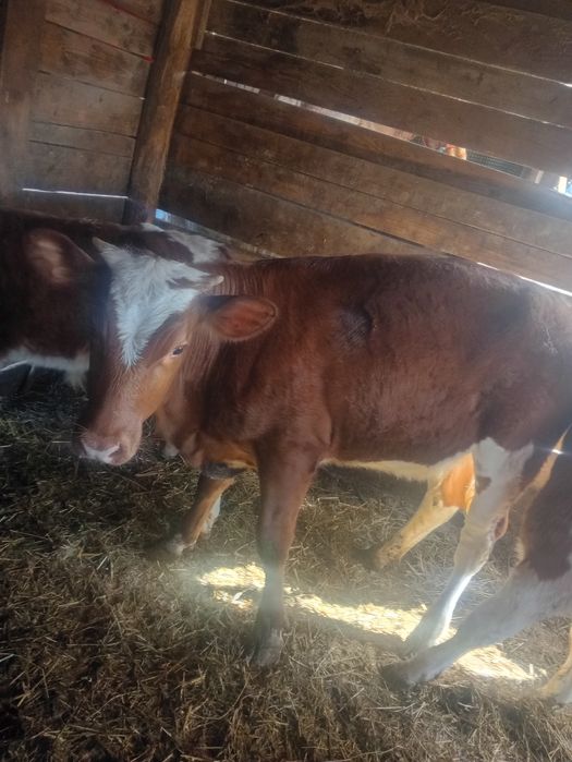 Vând o vitea de 6 luni