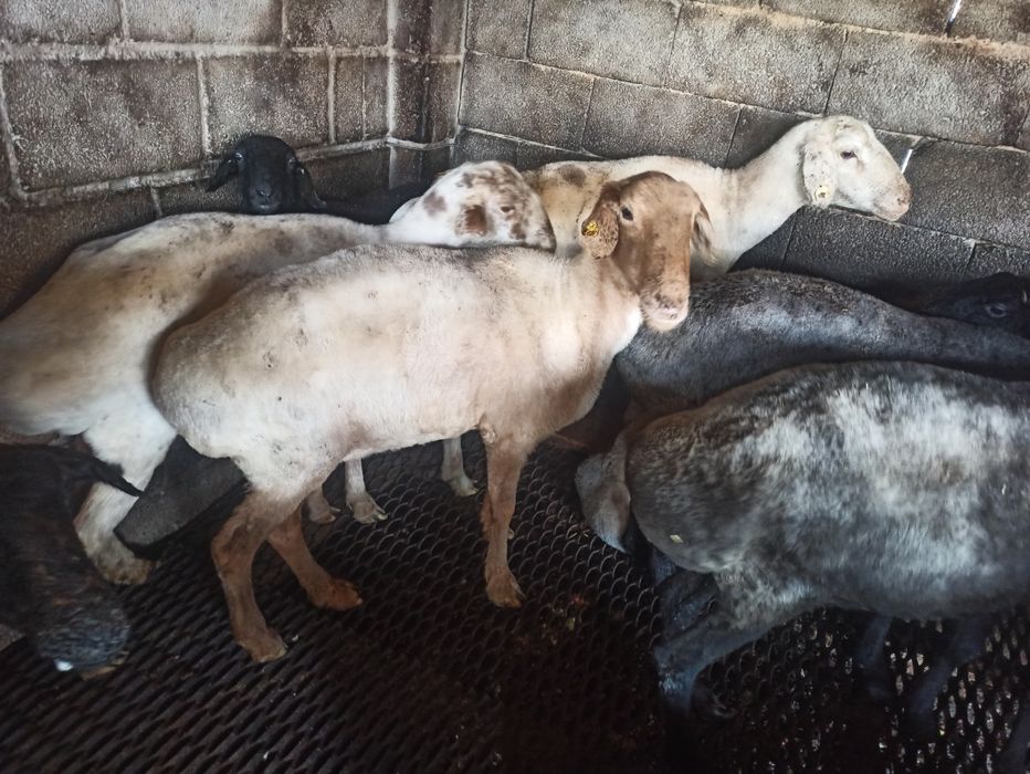 Продаются бараны жирные