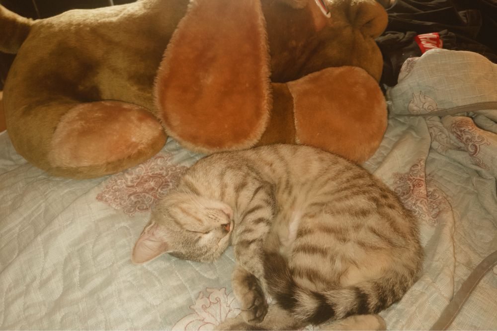 Кошечка и ее котенок  в добрые руки!