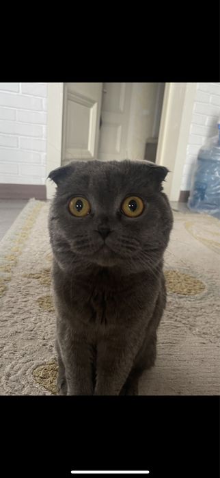 вязка кота вислоуха