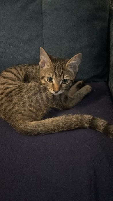 Отдам котёнка !!!