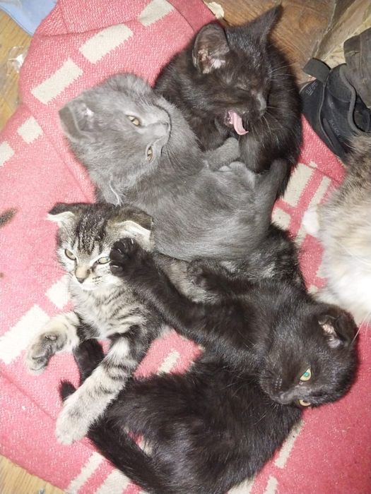 отдам котят два мальчика и одна девочка