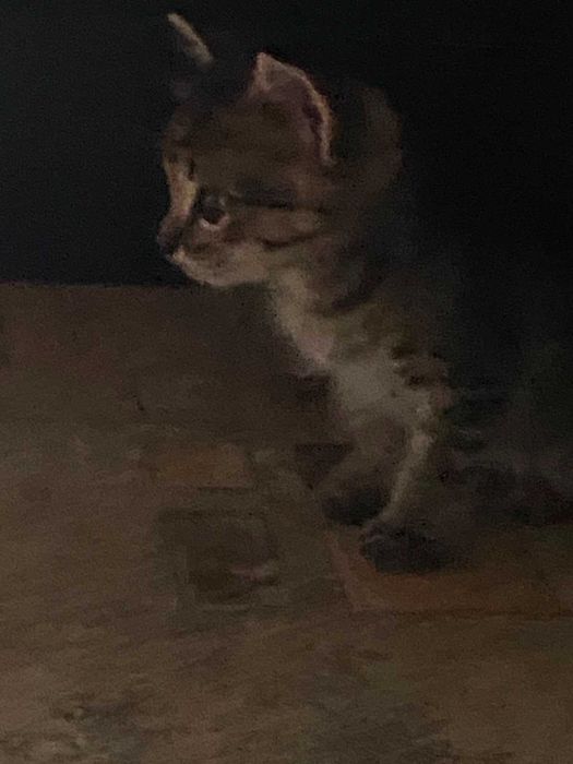 Котята 1,5 месяца