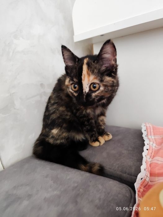 Котенок 3 месяца