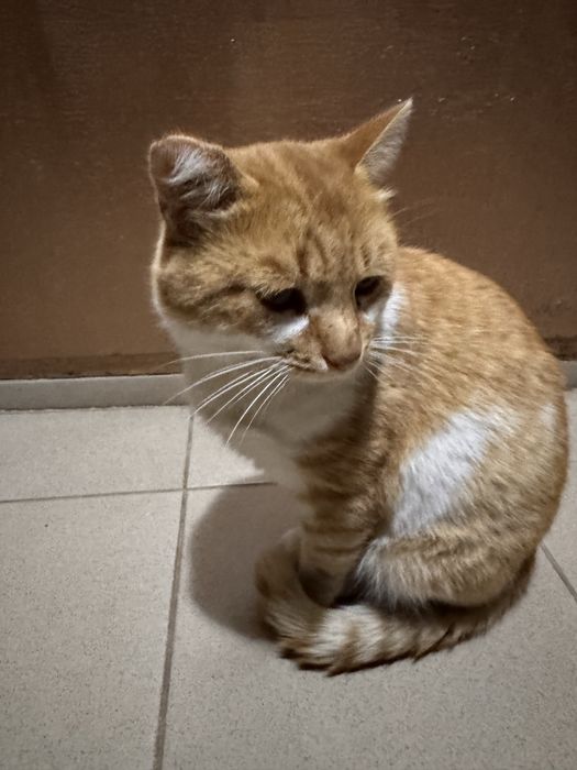 Котик ищет домик