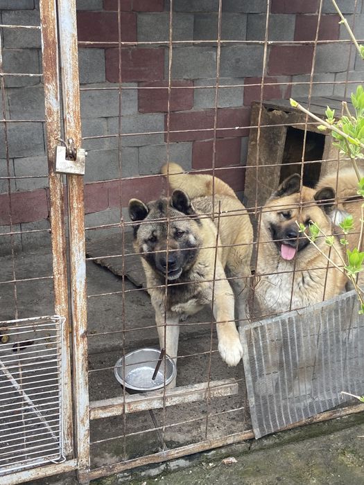 Американская Акита