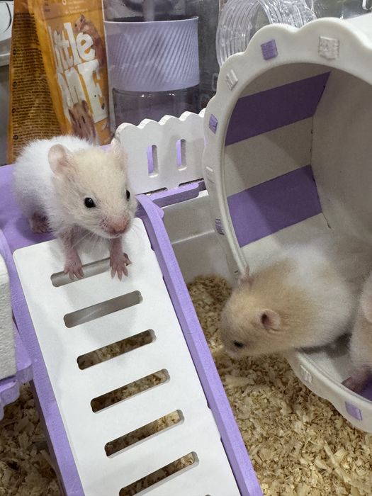 Отдам даром хомячков