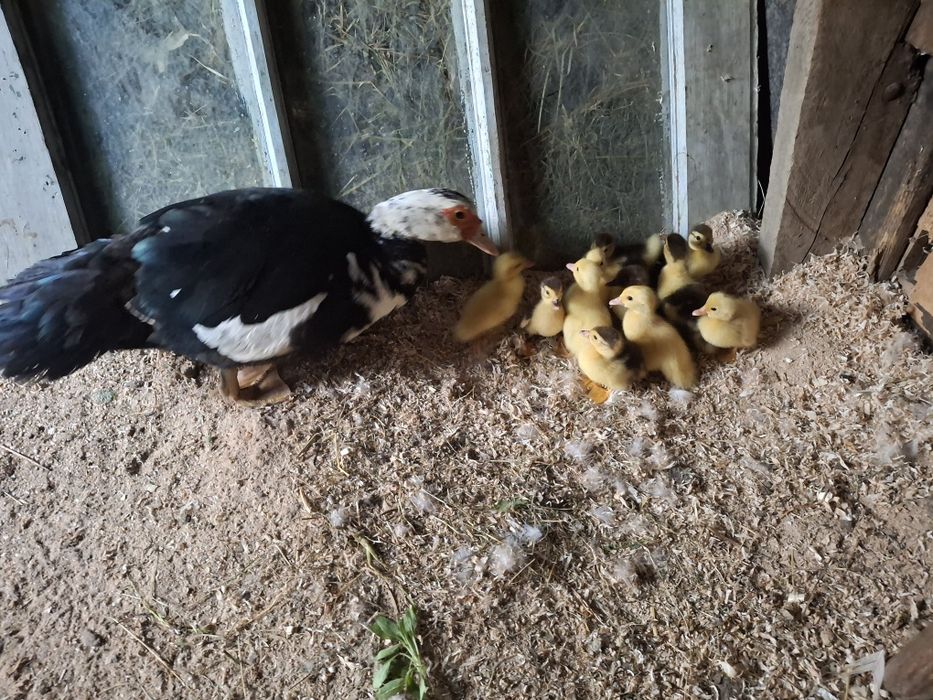 Bobocei de rață mută