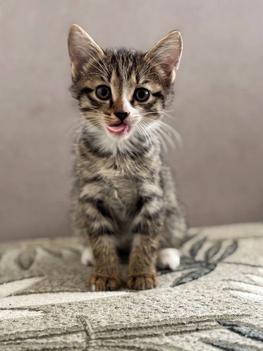 Отдам котенка в добрые руки.